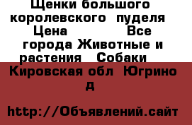 Щенки большого (королевского) пуделя › Цена ­ 25 000 - Все города Животные и растения » Собаки   . Кировская обл.,Югрино д.